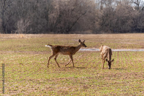 White-tailed Deer Feeding In A Newly Planted Field In Spring In Wisconsin