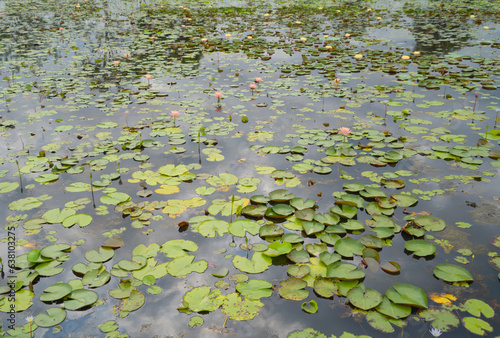 Lotus flowers in pond  sea or lake in national park in Thale Noi  Songkhla  Thailand. Nature landscape background.