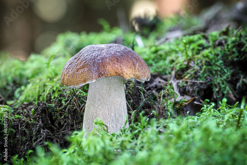 Detail shot of amazing cep mushroom in green moss