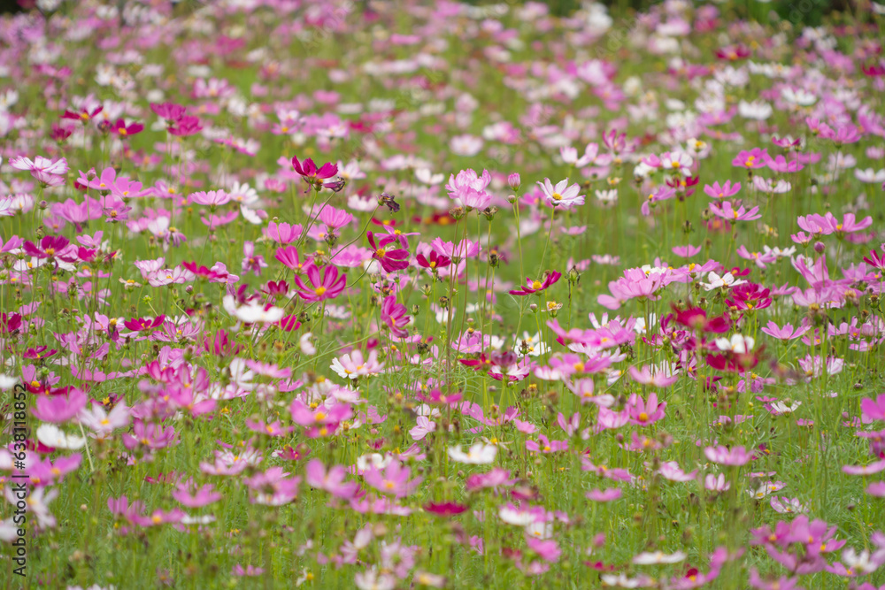 Pink bloom flowers in national garden park, Thailand. Nature landscape background in travel trip and vacation concept. Pink bloom flowers in national garden park, Thailand. Nature landscape background in travel trip and vacation concept.