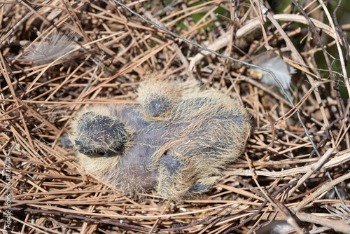 Close up of a newly hatched wood pigeon chick. The chick is photographed from above in its nest. Metal wire was sometimes used to build nests.