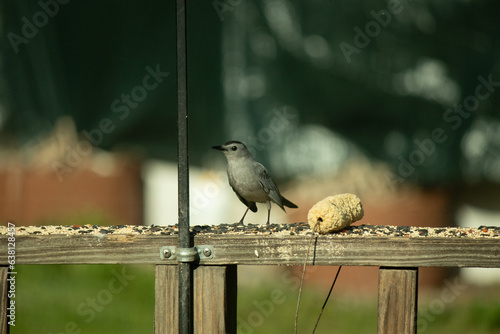 This cute little catbird was perched on the wooden railing of my deck when I took this picture. The little bird was around birdseed and came out for some food. I love his cute little grey body. photo