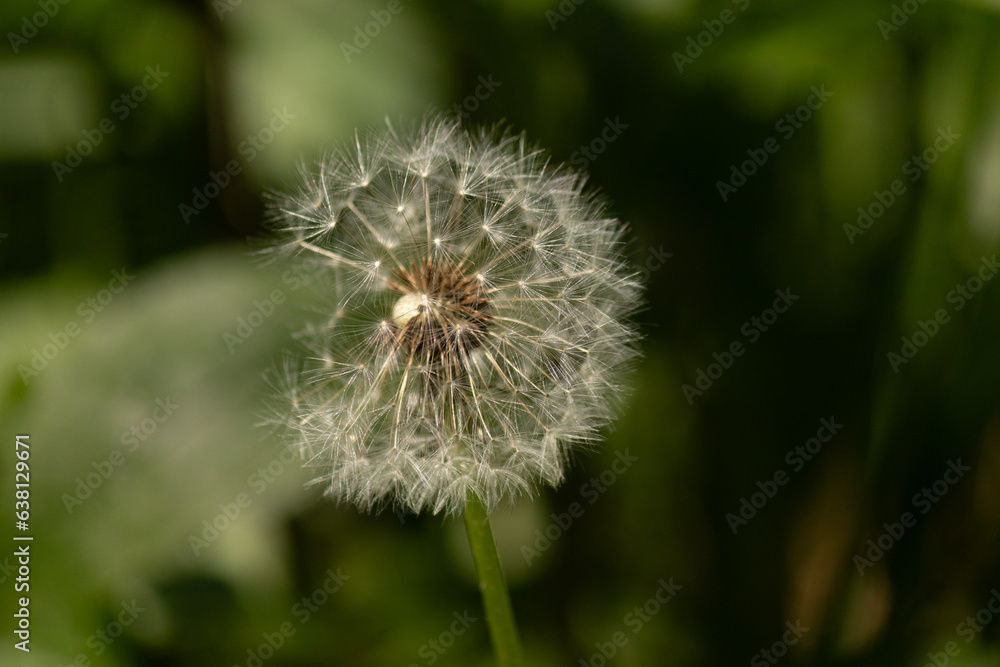 This beautiful dandelion seedpod was sitting in the middle of the yard among the grass. These blowballs are so pretty to see and help the flower disperse others around.