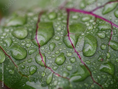 water drops on leaf