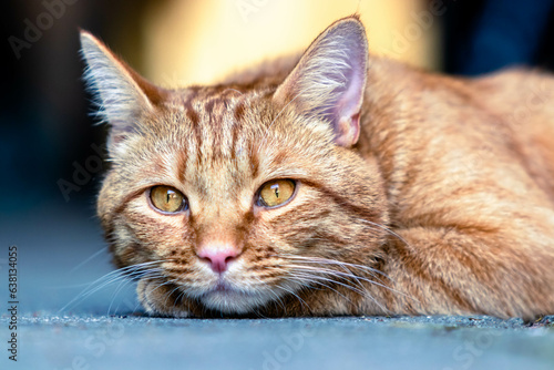 Portrait of ginger cat with cute face and long whiskers resting on its paws. Close up tabby cat portrait with selective focus blur and background bokeh.