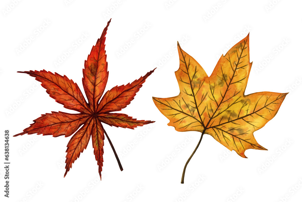A set of autumn leaves (maple and japanese maple), hand drawn watercolor illustration isolated on white background. For design of patterns, textiles, stickers, postcards, greeting cards, invitations. A set of autumn leaves (maple and japanese maple), hand drawn watercolor illustration isolated on white background. For design of patterns, textiles, stickers, postcards, greeting cards, invitations.