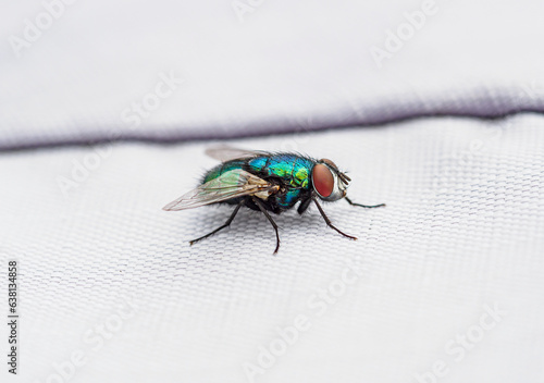 fly on cloth table mat