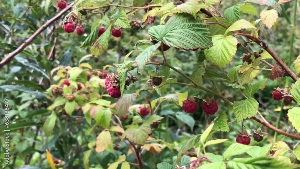 ripe raspberries on the branches, thickets of raspberry bushes in the wild, close-up ripe raspberries on the branches, thickets of raspberry bushes in the wild, close-up