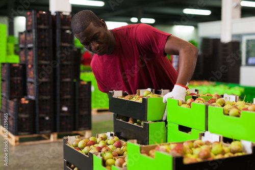 Focused African American worker working in fruits sorting department, stacking boxes with harvested pears