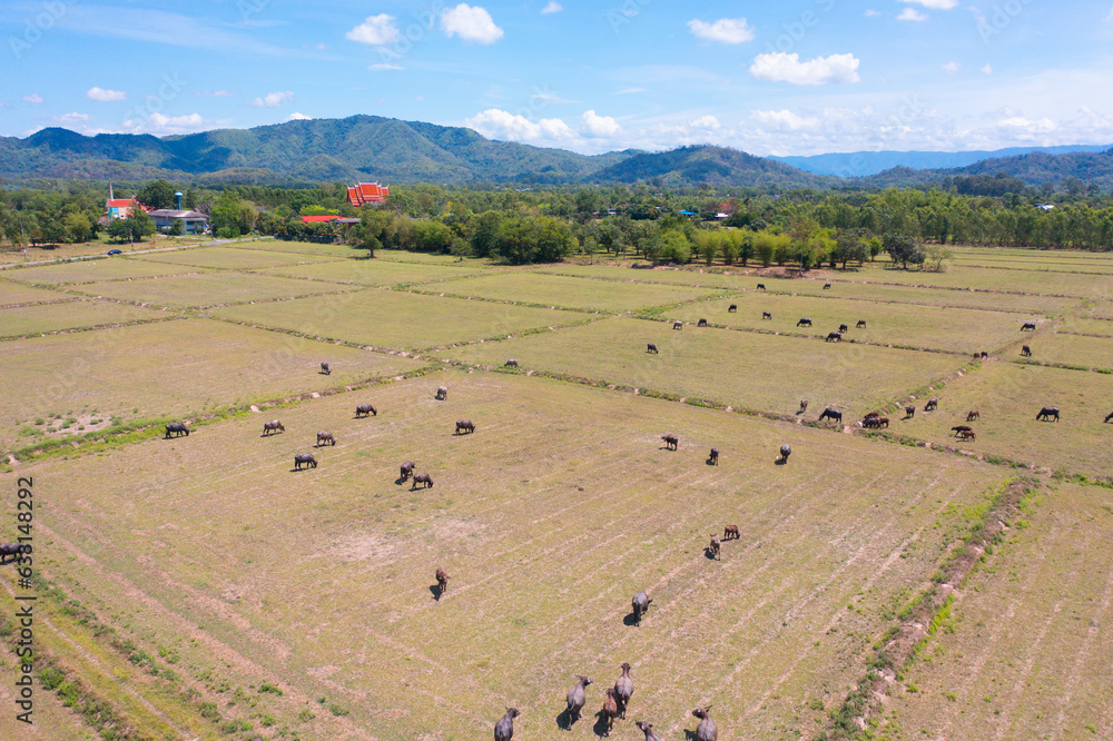 Aerial top view of Thai Buffalo eating dry grass in a farm field. Animals in agriculture.