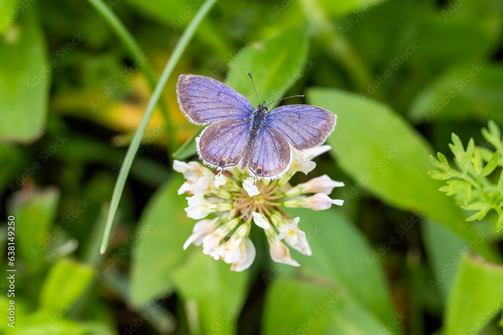 Fototapeta premium butterfly on a flower
