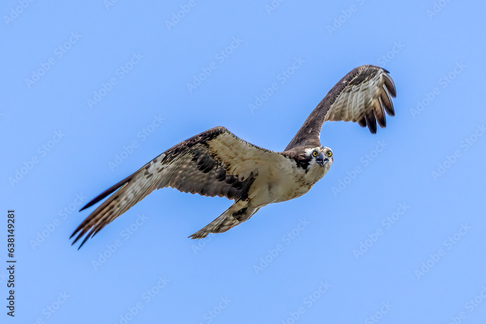 Fototapeta premium osprey in flight
