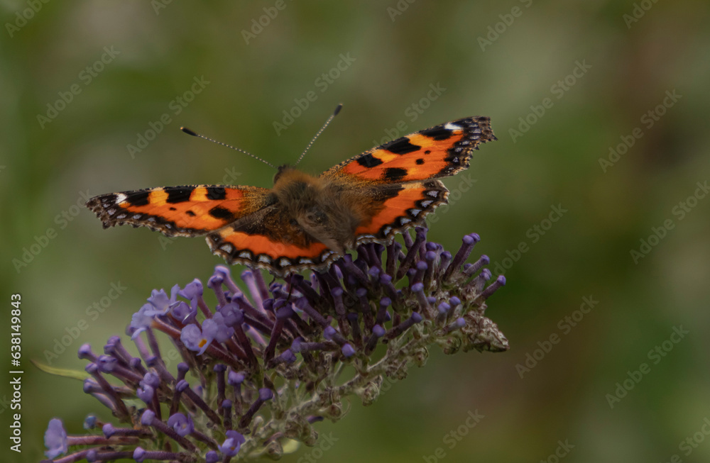 Close up of a butterfly which has landed on a Budlea bush Close up of a butterfly which has landed on a Budlea bush