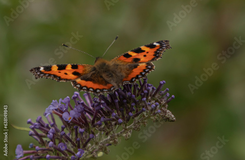 Close up of a butterfly which has landed on a Budlea bush