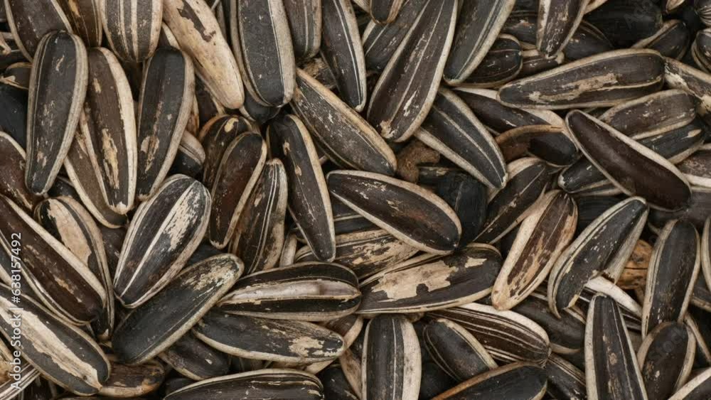 Sunflower Seeds Rotating. Extreme Close Up. Top View. Sunflower Seeds Rotating. Extreme Close Up. Top View.