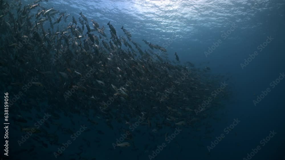 Huge school of fish aggregate to spawn in dark water Huge school of fish aggregate to spawn in dark water