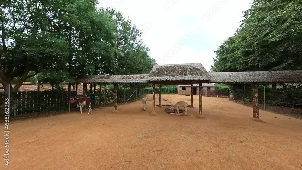 Alpacas and llamas in a sandy and dusty enclosure Alpacas and llamas in a sandy and dusty enclosure