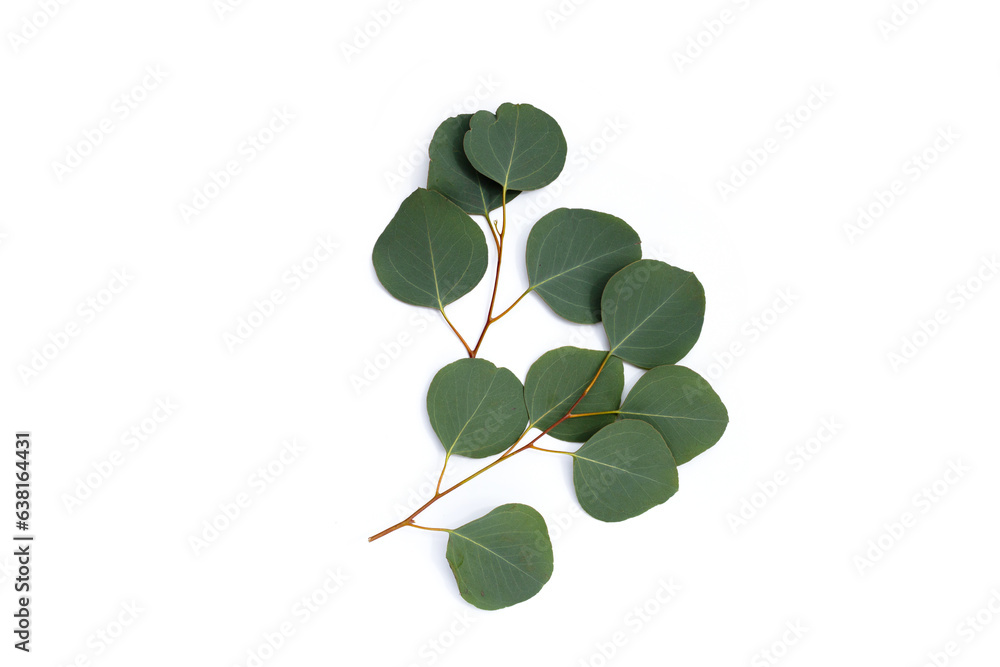 Green leaves of eucalyptus on white Green leaves of eucalyptus on white
