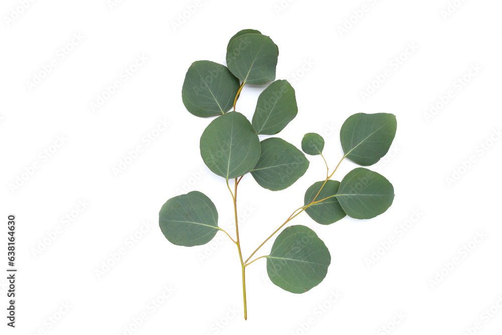 Green leaves of eucalyptus on white Green leaves of eucalyptus on white