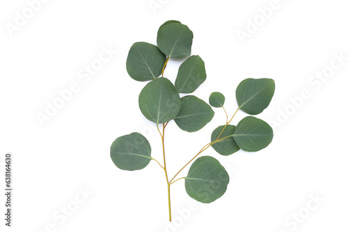 Green leaves of eucalyptus on white