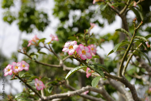 Adenium obesum tree with pink flowers. Green leaves © Bowonpat