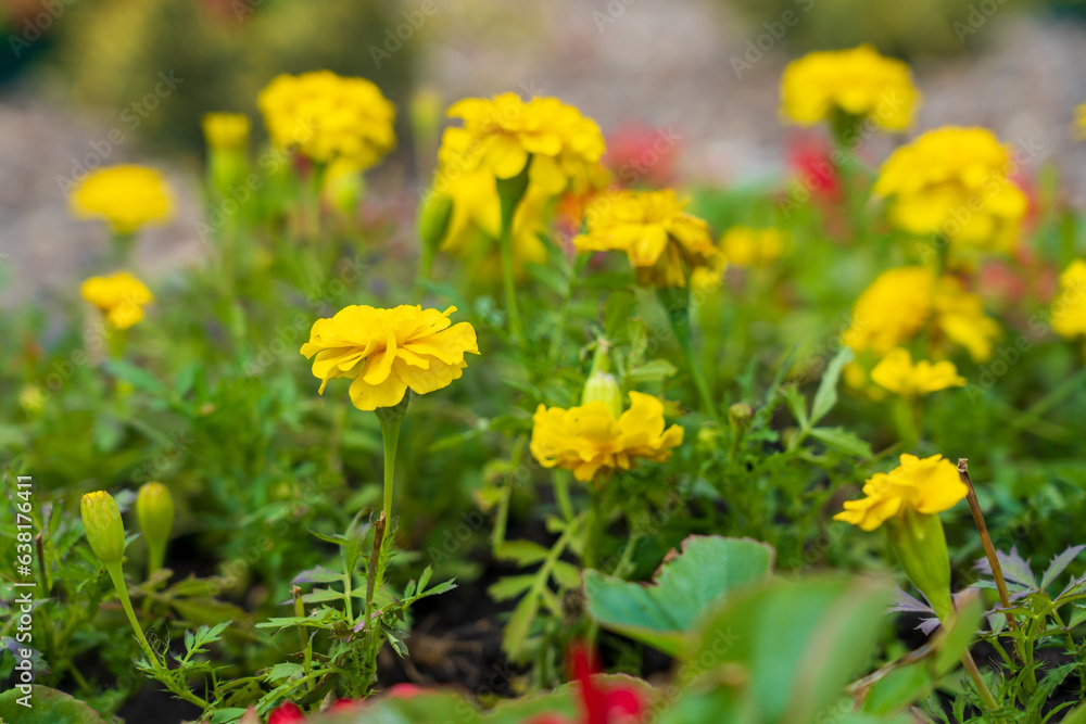 Flowers in a flower bed Marigolds. Greening the urban environment. Background with selective focus Flowers in a flower bed Marigolds. Greening the urban environment. Background with selective focus