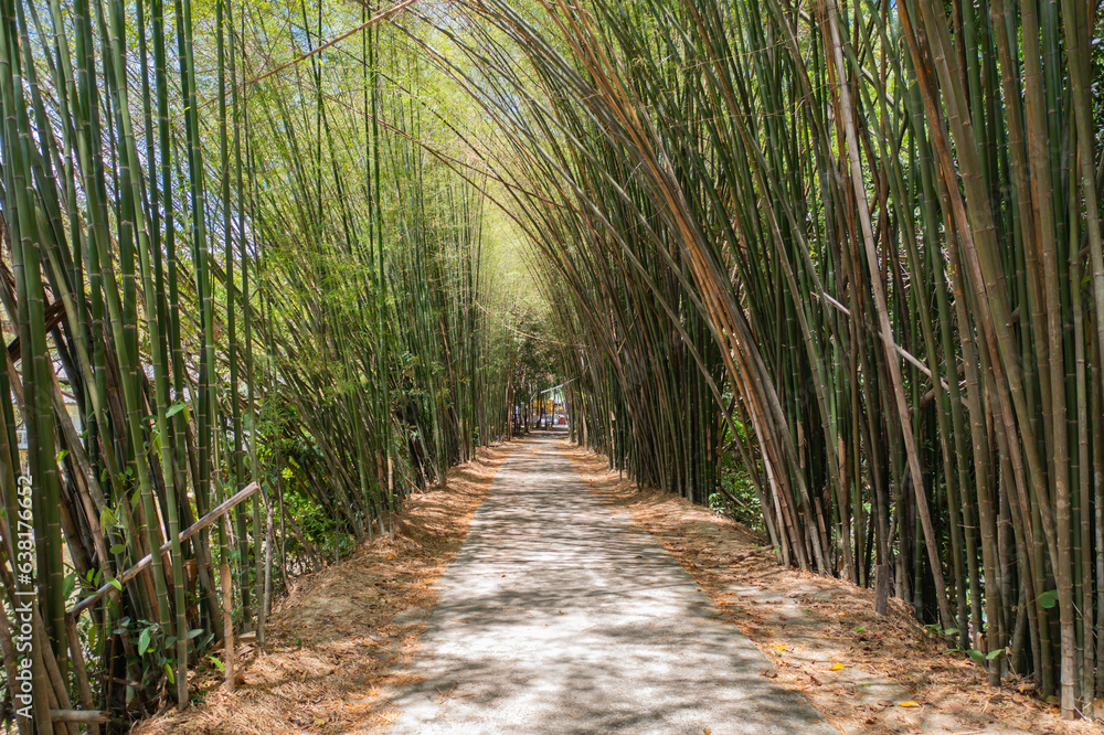Japanese Bamboo Forest. Tall trees at Arashiyama in travel holidays vacation trip outdoors in Kyoto, Japan. Tall trees in natural park. Nature landscape background. Japanese Bamboo Forest. Tall trees at Arashiyama in travel holidays vacation trip outdoors in Kyoto, Japan. Tall trees in natural park. Nature landscape background.