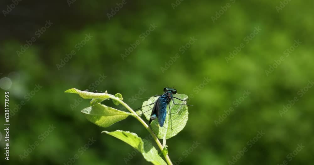 Male beautiful demoiselle (Calopteryx virgo) sitting on a branch on the bank of the Luhe near Garstedt, Lower Saxony, Germany, Europe Male beautiful demoiselle (Calopteryx virgo) sitting on a branch on the bank of the Luhe near Garstedt, Lower Saxony, Germany, Europe