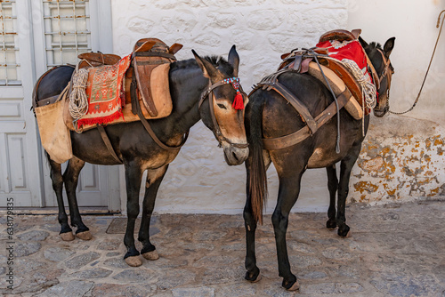 Typical donkeys as a means of transportation in the streets of the port of Hydra, Greece
