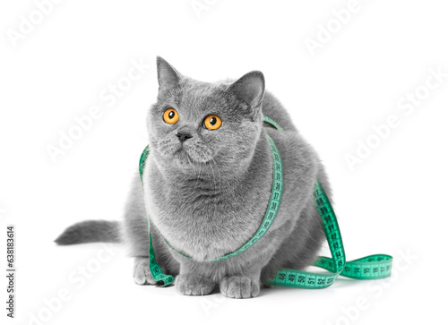 British cat in a measuring tape on a white background, weight control