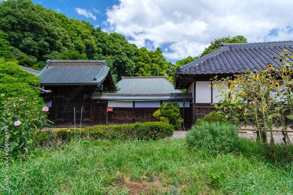 屋敷の向日葵