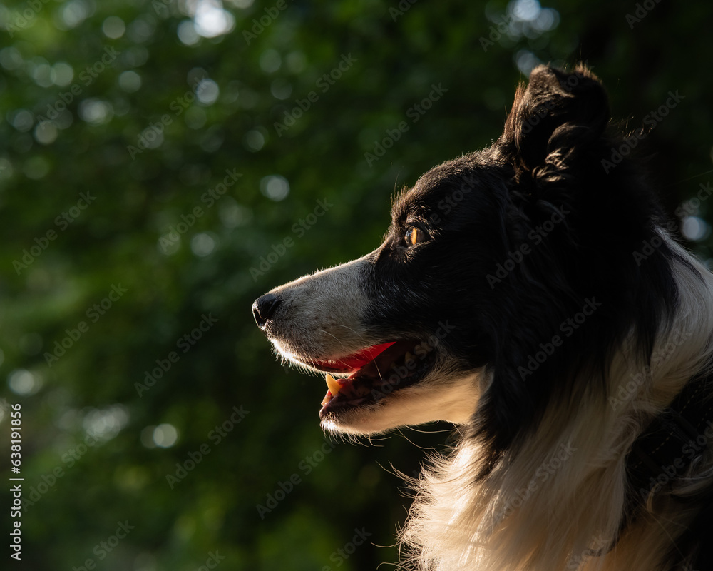 Portrait of a black and white border collie walking in the woods at sunset. 