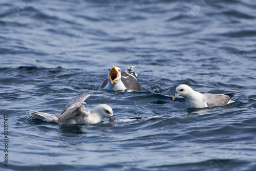 фотографія A great black-backed gull and fulmars fighting for a dead cod fish in the Arctic Ocean in Northern Norway