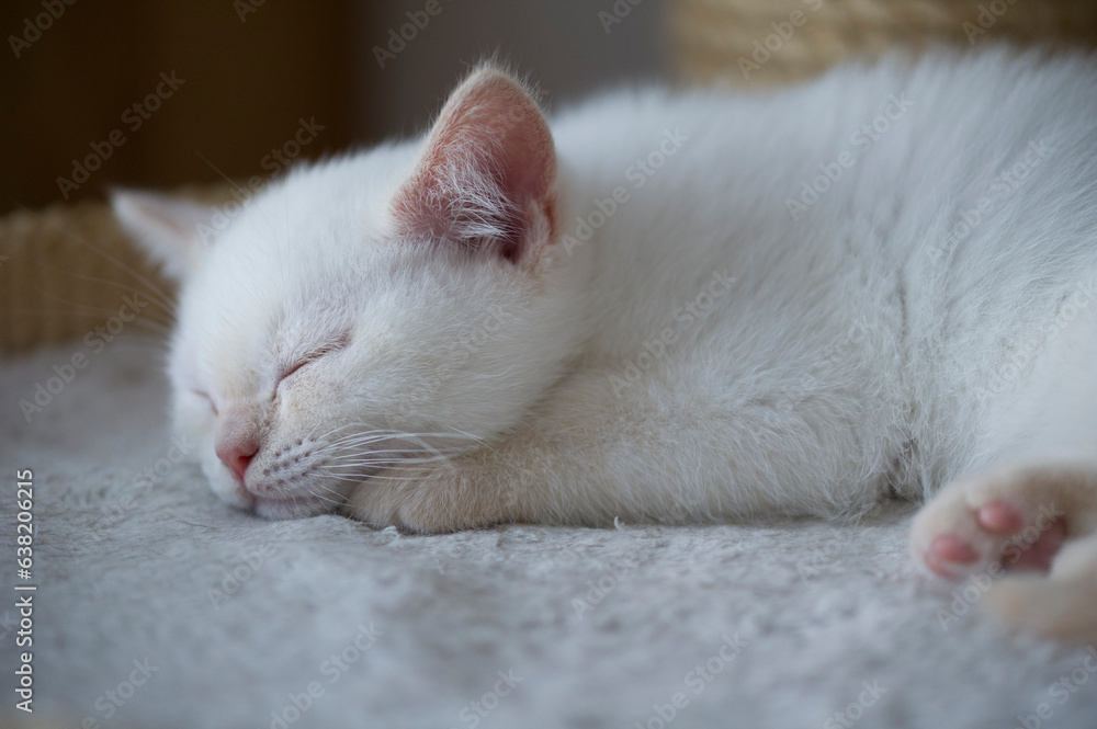 Schlafendes Colorpoint Britisch Kurzhaar Kätzchen