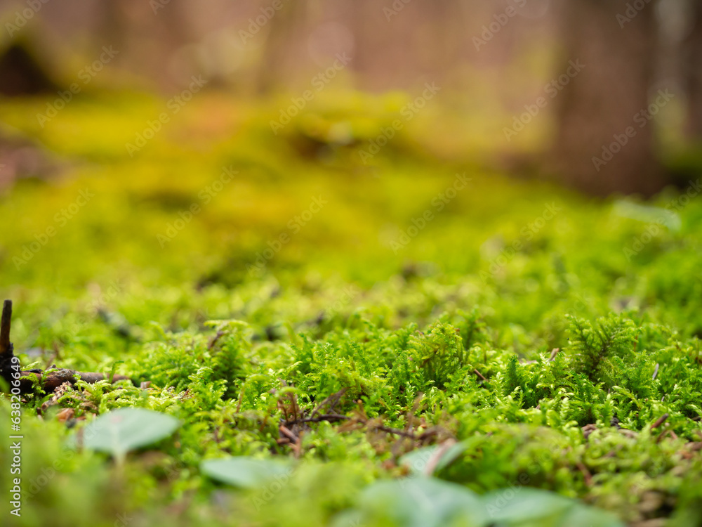 moss and fern forest in daylight shines through thick woods. moss and fern forest in daylight shines through thick woods.