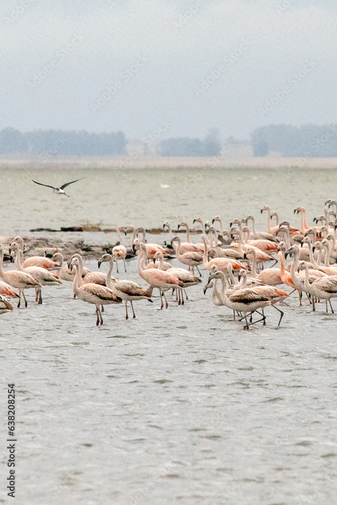 Naklejka premium Flamingo