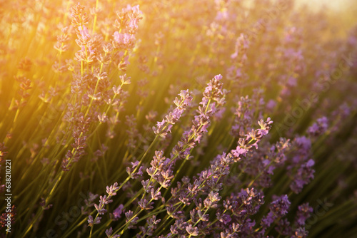Beautiful lavender meadow on sunny morning  selective focus