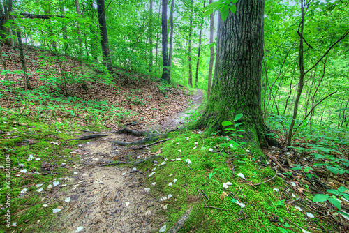 Petals on the Path. Fallen dogwood petals decorate the lake trail. Tywappity Lake, Chaffee Missouri 