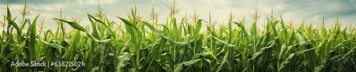 A Banner Photo of Corn Growing on a Farm