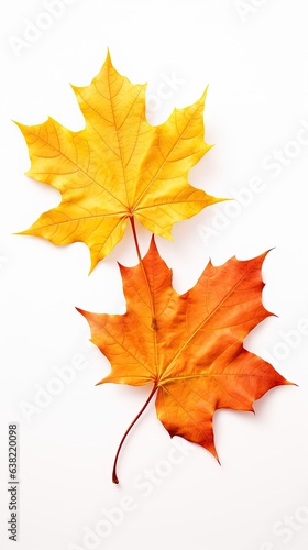 Photo of two autumn maple leaves isolated over white background