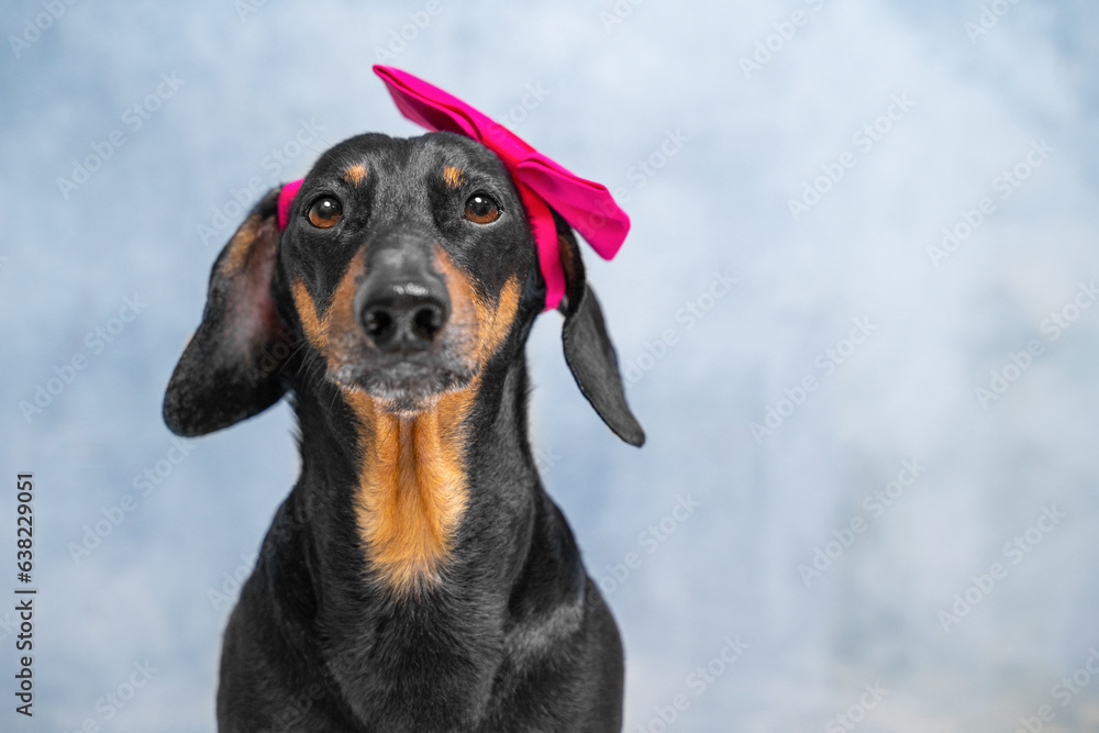 Portrait of aging dog model with bright bow on his head, looks at camera, poses. Well-groomed dachshund, grooming, care, beauty treatments in spa salon, body positive. Pet ad hair removal, epilation