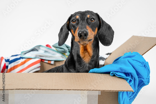 Dog sits in cardboard box with clothes, unpacking things in new house, ordering online. Packing things cleaning, moving, garage sale. Dachshund shopaholic checks his wardrobe. Service transportation 