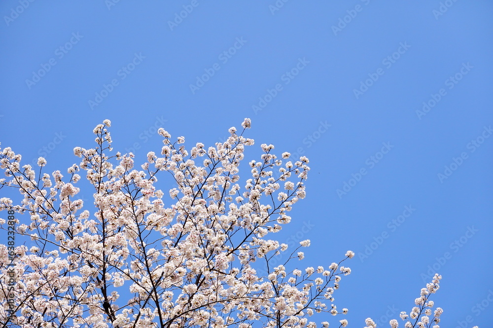青空に映える桜 青空に映える桜