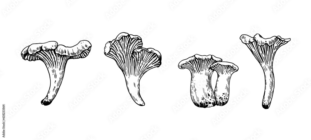 Φωτογραφία Mushrooms illustration in engraving style