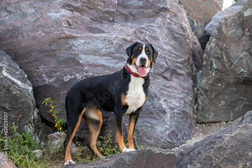 A Greater Swiss Mountain Dog posing on a rocky outcropping
