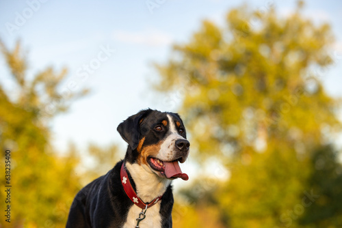 A Greater Swiss Mountain Dog looking off to the side