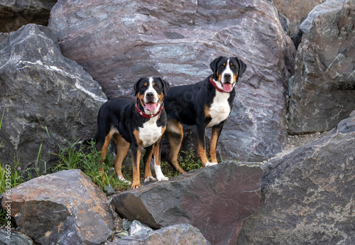 Two Greater Swiss Mountain Dogs on a rocky ledge