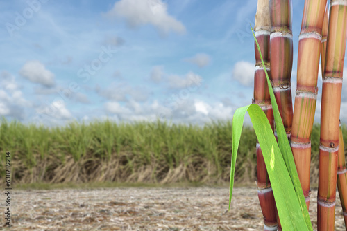some sugar canes in focus on the right, and in the background a field of cultivation