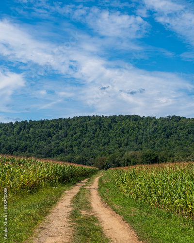 A dirt road through a corn field in Pine Grove Township  Warren County  Pennsylvania  USA on a sunny summer day