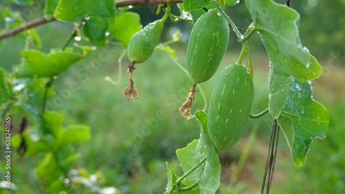 Photos Close up fruits of ivy gourd plant in the morning